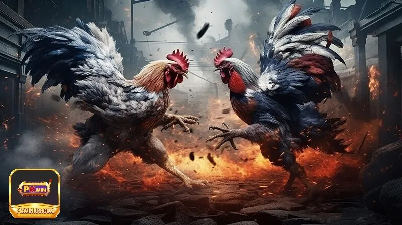 Bắt đầu với đá gà PKWIN hướng dẫn đăng ký và chơi nhanh